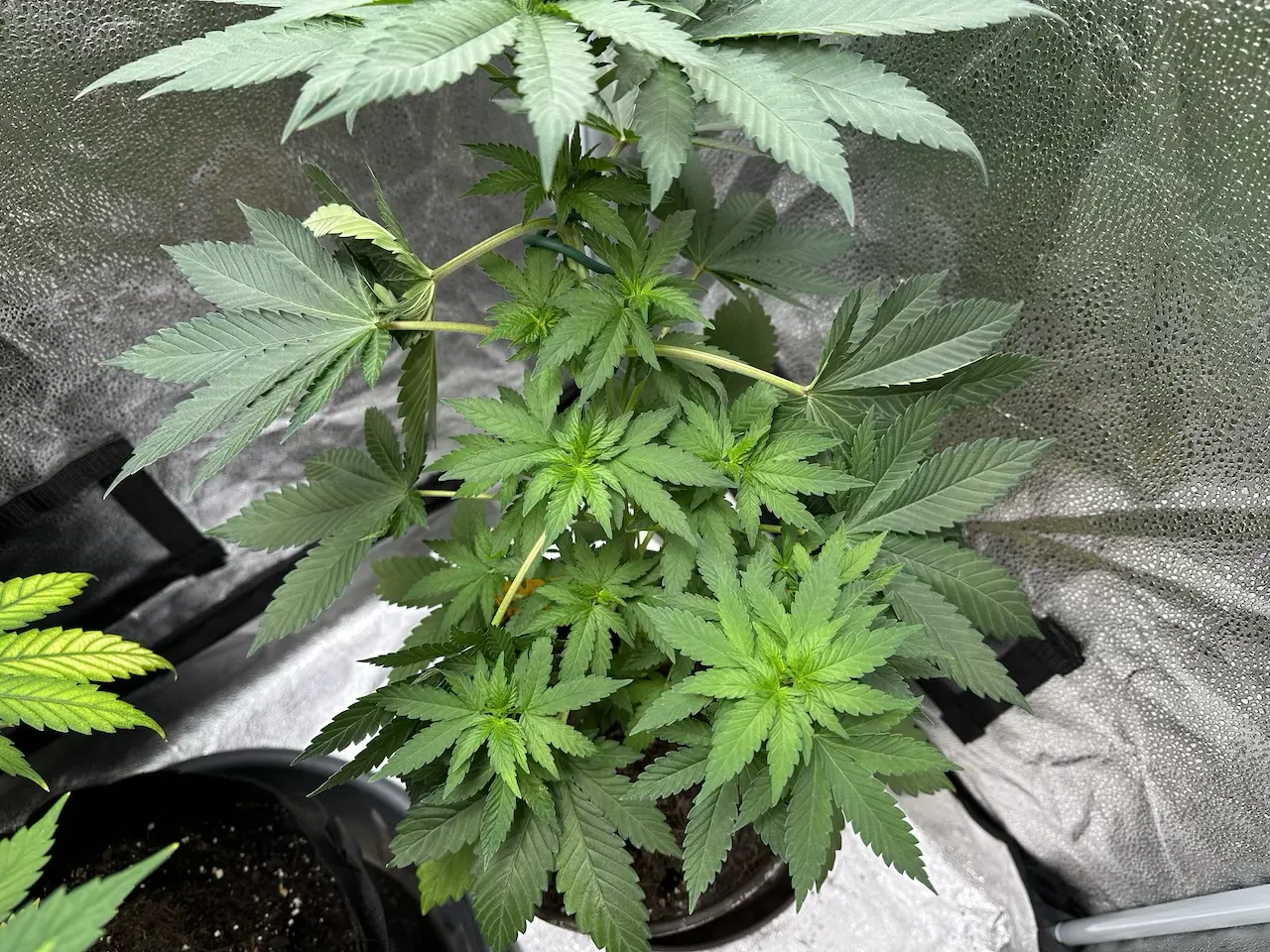 Cannabispflanze nach LST Tucking Training in einem Growzelt